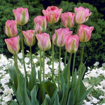 Lalele Groenland (Tulips Groenland), bulbi lalele, flori roz, verde - Img 2