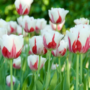 Lalele Happy Generation (Tulips Happy Generation), bulbi lalele, flori alb, rosu - Img 3