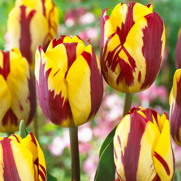 Lalele Helmar (Tulips Helmar), bulbi lalele, flori galben, rosu