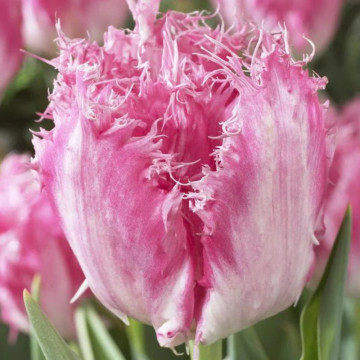 Lalele Huis Ten Bosch (Tulips Huis Ten Bosch), bulbi lalele, flori alb, roz