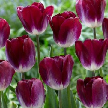 Lalele Kansas Poud (Tulips Kansas Poud), bulbi lalele, flori rosu