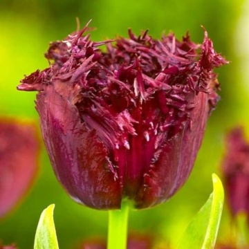 Lalele Labrador (Tulips Labrador), bulbi lalele, flori mov