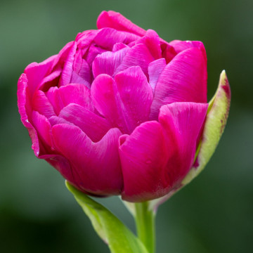 Lalele Margarita (Tulips Margarita), bulbi lalele, flori mov - Img 2