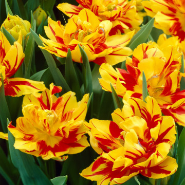 Lalele Monsella (Tulips Monsella), bulbi lalele, flori galben, rosu - Img 2