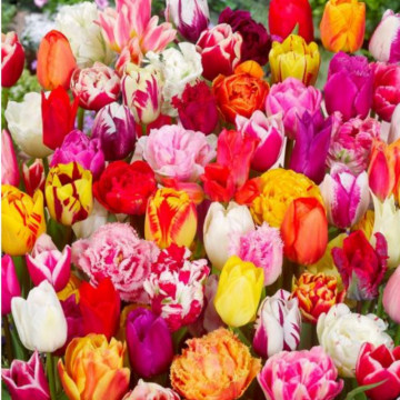 Lalele Picking Garden Mix (Tulips Picking Garden Mix)