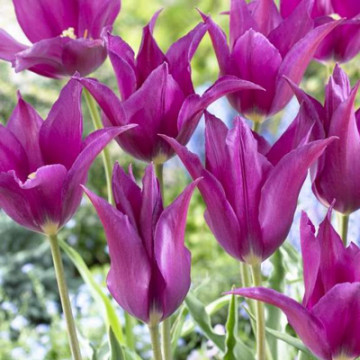Lalele Purple dream - Img 2