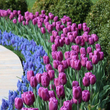 Lalele Purple Flag (Tulips Purple Flag), bulbi lalele, flori mov - Img 2