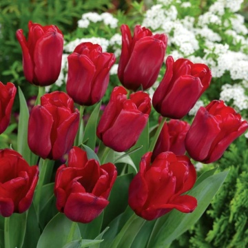 Lalele Seadov (Tulips Seadov), bulbi lalele, flori rosu
