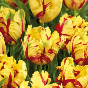 Lalele Texas flame (Tulips Texas flame), bulbi lalele, flori galben, rosu - Img 2