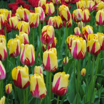 Lalele Washington (Tulips Washington), bulbi lalele, flori galben, rosu - Img 3