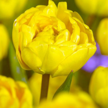 Lalele Yellow Pomponette (Tulips Yellow Pomponette), bulbi lalele, flori galbene