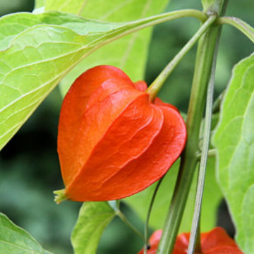 Lampion chinezesc (Physalis franketii) - Img 3