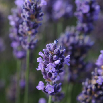 Levantica (Lavandula a Superblue), planta perena, planta melifera, planta aromatica