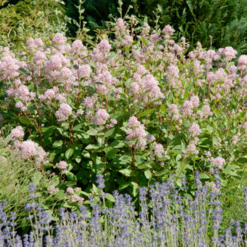 Liliac californian roz (Ceanothus pallidus Perle Rose), arbust ornamental, flori roz - Img 3