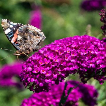 Liliac de vara Royal Red (Buddleja davidii Royal Red), planta gard viu, arbust ornamental, planta melifera