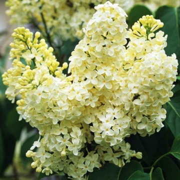 Liliac galbui (Syringa vulgaris Primrose), P9, planta gard viu, arbust ornamental, planta parfumata