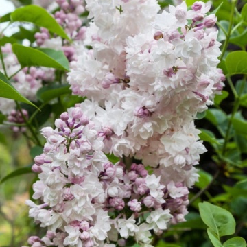 Liliac Krasavica (Syringa v. Krasavica M.) ghiveci 2 l, arbust ornamental, planta melifera, planta parfumata - Img 2