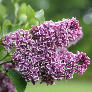 Liliac mov cu alb (Syringa vulg. Sensation), arbust ornamental, planta melifera, planta parfumata