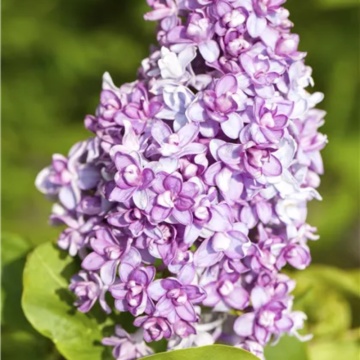 Liliac (Syringa vulgaris)