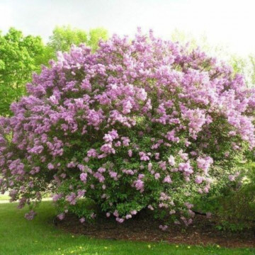 Liliac transilvania (Syringa josikaea), planta gard viu, arbust ornamental, planta melifera - Img 3