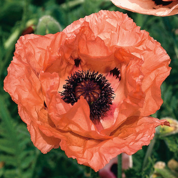 Mac decorativ (Papaver orientale 'Salmon glow'), planta perena, flori roz - Img 2