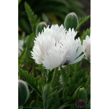 Mac decorativ (Papaver orientale 'White ruffles'), planta perena, flori alb - Img 2