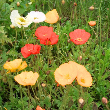 Mac mixt (Papaver nudicale Pop-up Mix), planta perena - Img 2