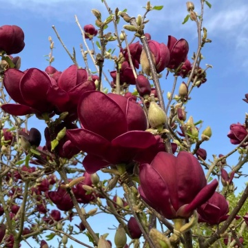 Magnolia Black tulip, arbust ornamental, planta parfumata, flori rosu - Img 2
