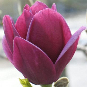 Magnolia 'Genie', arbust ornamental, planta parfumata, flori rosu - Img 1