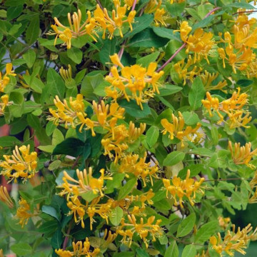 Mana Maicii Domnului galbena (Lonicera tellmanniana), planta gard viu, planta cataratoare, planta parfumata