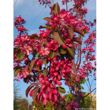 Mar decorativ (Malus turingo scarlet) - Img 2