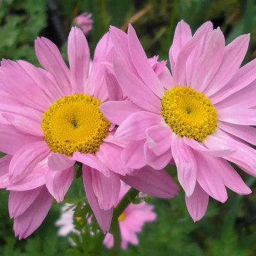 Margarete roz (Tanacetum Robinsons rose), planta ornamentala, flori galben, roz