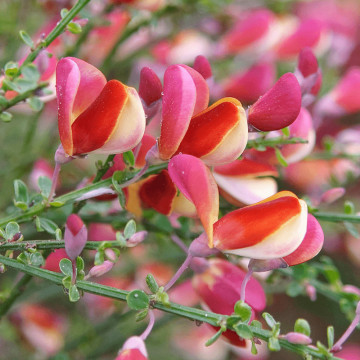 Maturica (Cytisus Goldfinch), arbust ornamental, gradina japoneza, flori galben, roz - Img 3