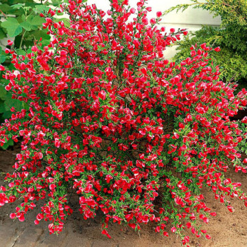 Maturica, drob (Cytisus Boskoop Ruby), arbust ornamental, flori rosu - Img 3