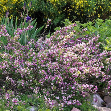 Maturica mov (Chamaecytisus purpureus), arbust ornamental, flori mov - Img 3