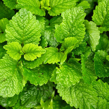 Melisa (Melissa officinalis), planta perena, planta melifera, planta aromatica - Img 4