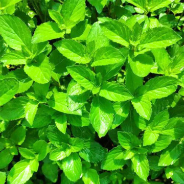 Menta cu aroma de lamaie (Mentha piperita lemonfresh), planta perena, planta aromatica, planta medicinala - Img 2