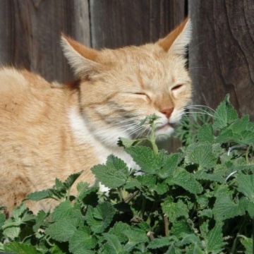 Menta pisicii (Nepeta cataria), planta perena, planta aromatica