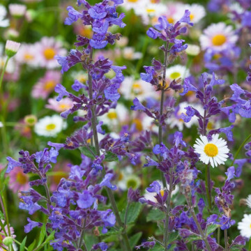 Menta pisicii (Nepeta faassenii Kit Cat), planta perena, planta aromatica