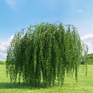 Mesteacan pletos (Betula pendula Youngii), planta ornamentala