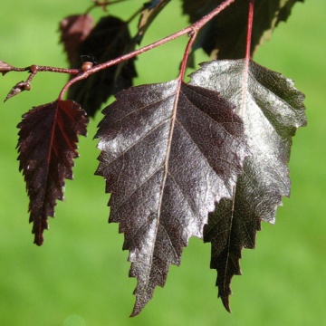 Mesteacan rosu (Betula pendula Royal Frost), arbore ornamental, frunzis rosu