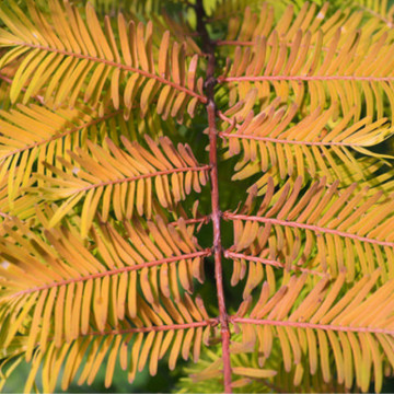 Metasequoia (Metasequoia glyptostroboides), vesnic verde, planta ornamentala - Img 3