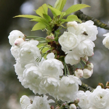 Migdal japonez alb (Prunus glandulosa Alba Plena), planta ornamentala, flori alb - Img 2