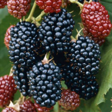 Mur fara spini (Rubus hirtus Thornfree), arbust fructifer - Img 2