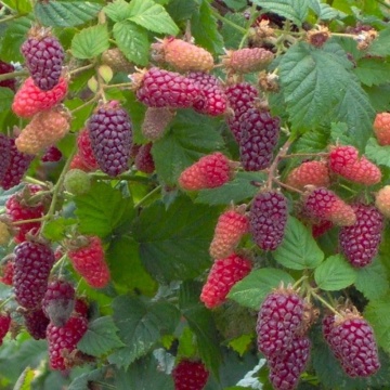 Mur-Zmeur (Rubus Tayberry) ghiveci 2 l, arbust fructifer - Img 2