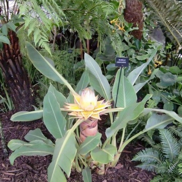 MUSELLA LASIOCARPA - BANANA PITICA CHINEZEASCA, planta perena, flori galbene - Img 2