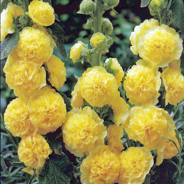 Nalba de gradina (Alcea rosea Chaters yellow), planta perena, flori galbene