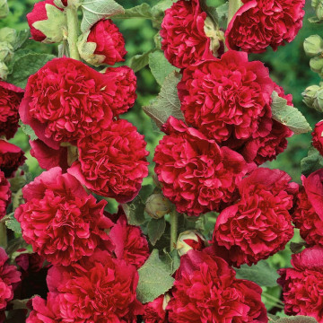 Nalba de gradina (Alcea rosea double Scarlet), planta perena, flori rosu