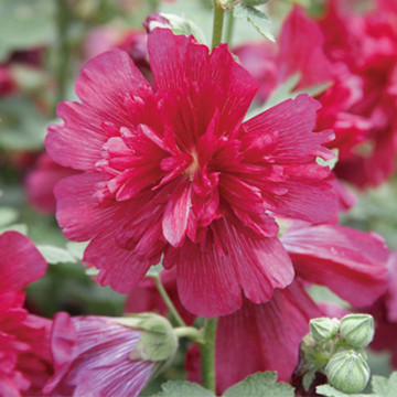 Nalba de gradina (Alcea spring celebrities carmine rose), planta perena, flori roz