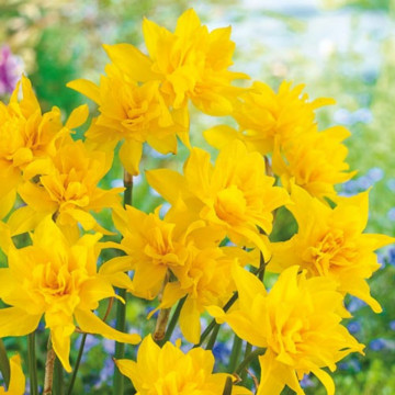 Narcise Campernellen Double (Narcissus Campernellen Double), bulbi narcise, flori galbene